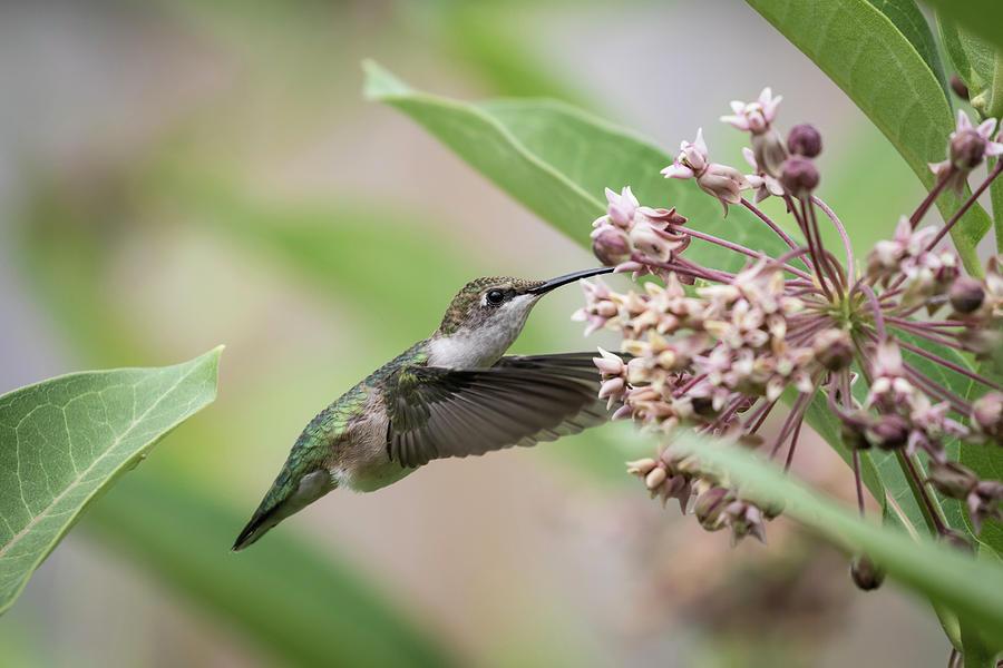 Ruby Throated Hummingbird 2016-1 Photograph by Thomas Young