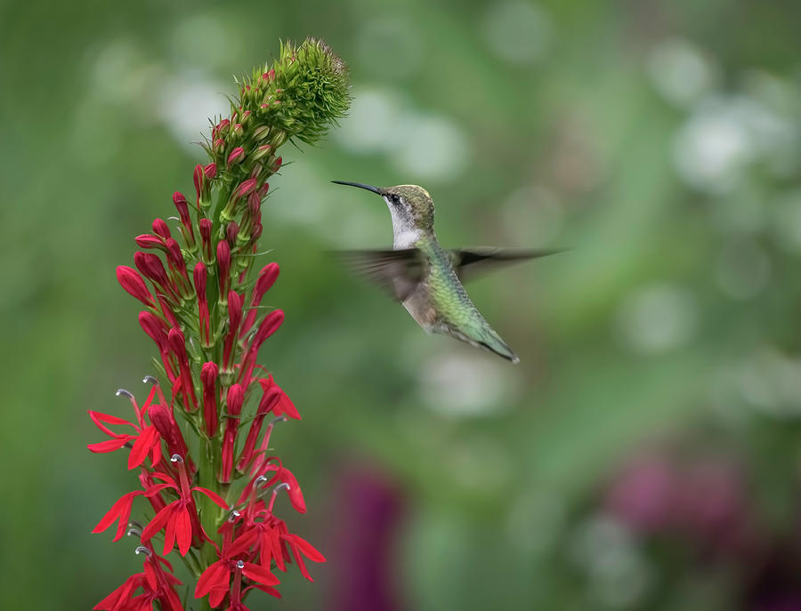 Ruby Throated Hummingbird 2016-4 Photograph by Thomas Young