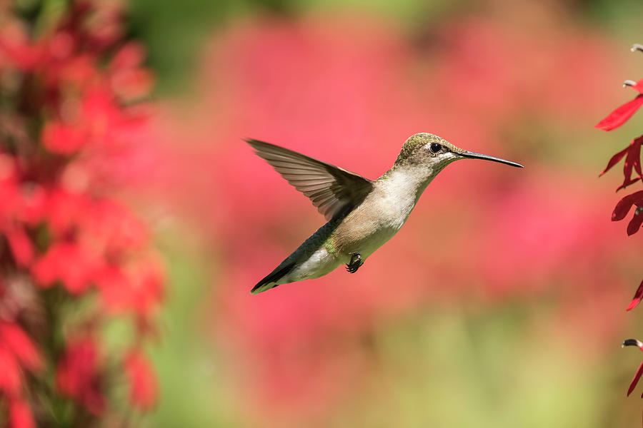 Ruby Throated Hummingbird 2016-6 Photograph by Thomas Young