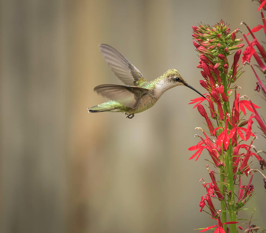 Ruby Throated Hummingbird 2016-7 Photograph by Thomas Young