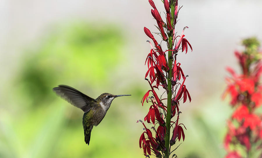Ruby Throated Hummingbird 2017-1 Photograph by Thomas Young