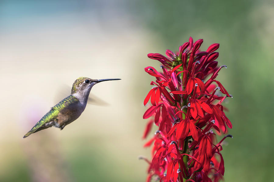 Ruby Throated Hummingbird 2017-2 Photograph by Thomas Young