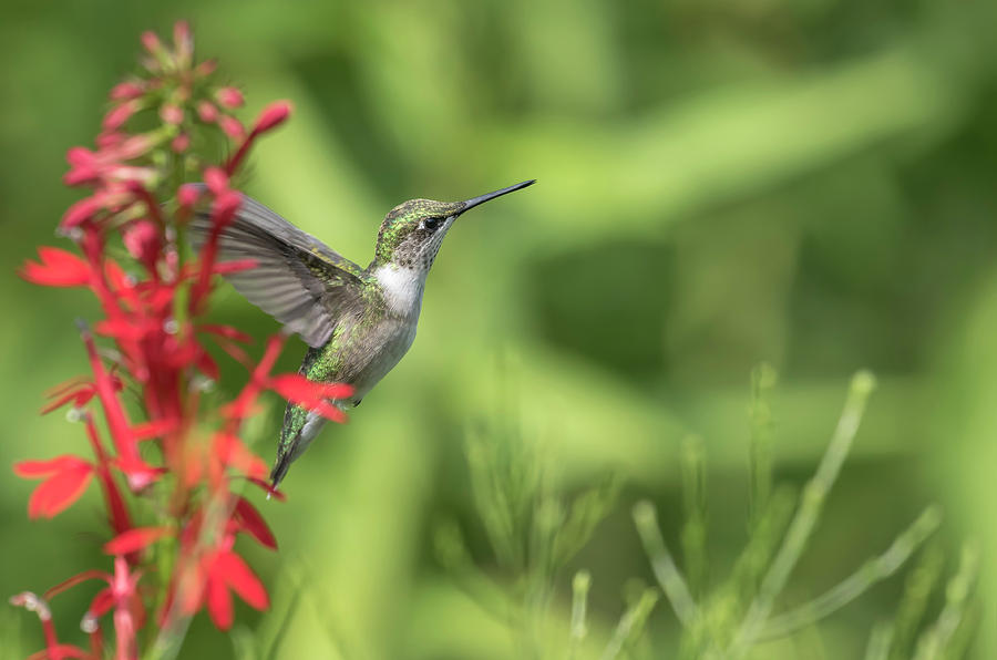 Ruby Throated Hummingbird 2017-4 Photograph by Thomas Young