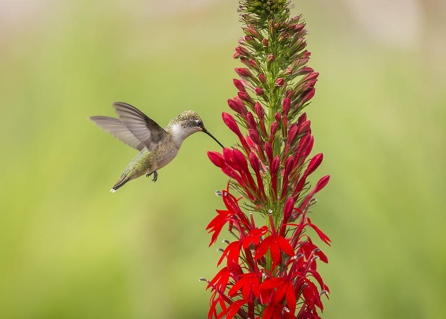 Ruby Throated Hummingbird 3-2015 Photograph by Thomas Young