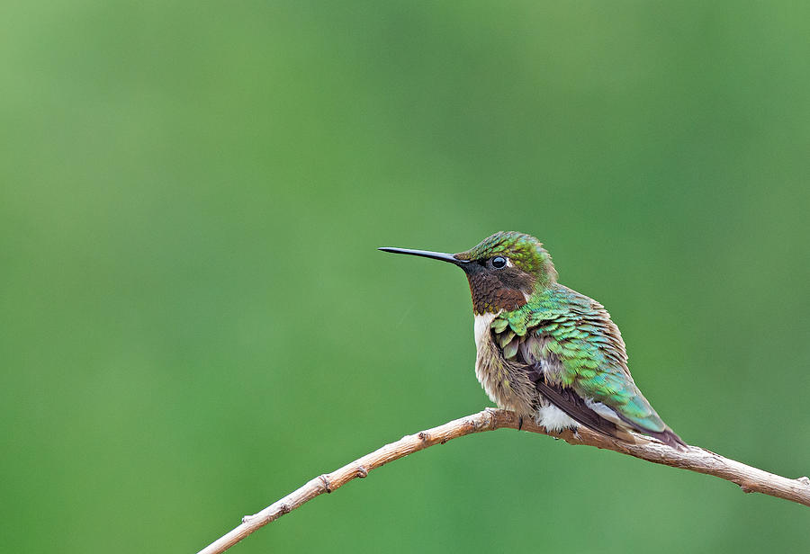 Ruby-Throated Hummingbird #3 Photograph by Jim Zablotny