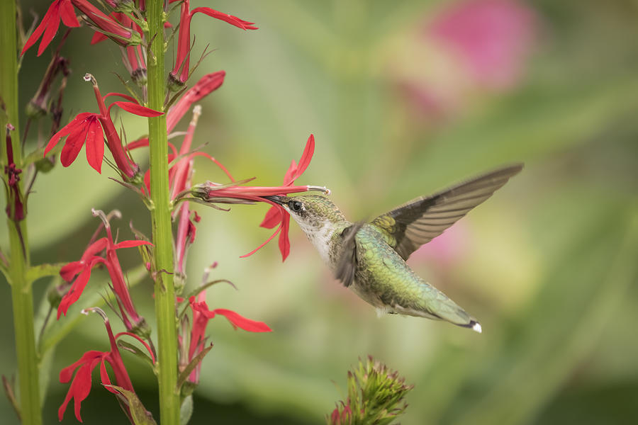 Ruby Throated Hummingbird 5-2015 Photograph by Thomas Young