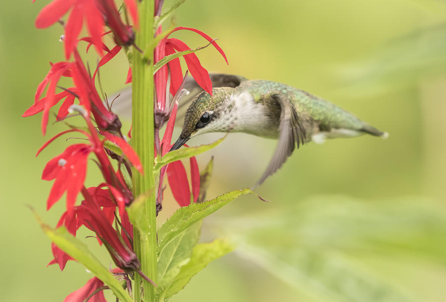 Ruby Throated Hummingbird 6-2015 Photograph by Thomas Young