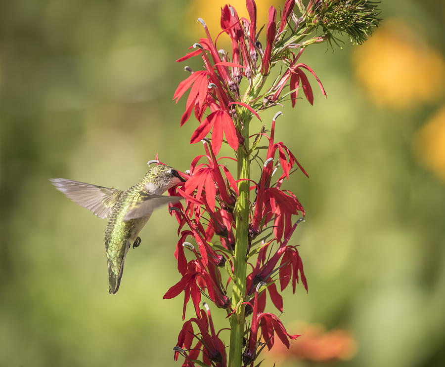 Ruby Throated Hummingbird 7-2015 Photograph by Thomas Young