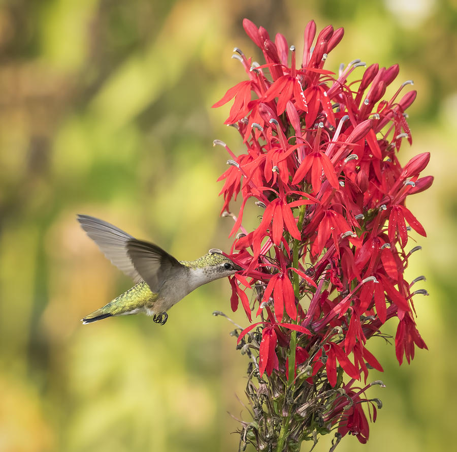 Ruby Throated Hummingbird 8-2015 Photograph by Thomas Young