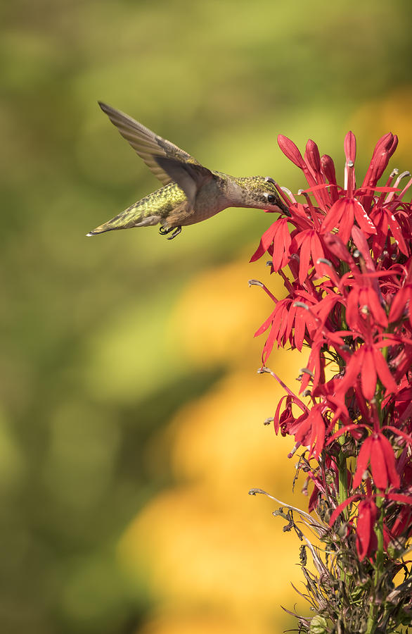 Ruby Throated Hummingbird 9-2015 Photograph by Thomas Young