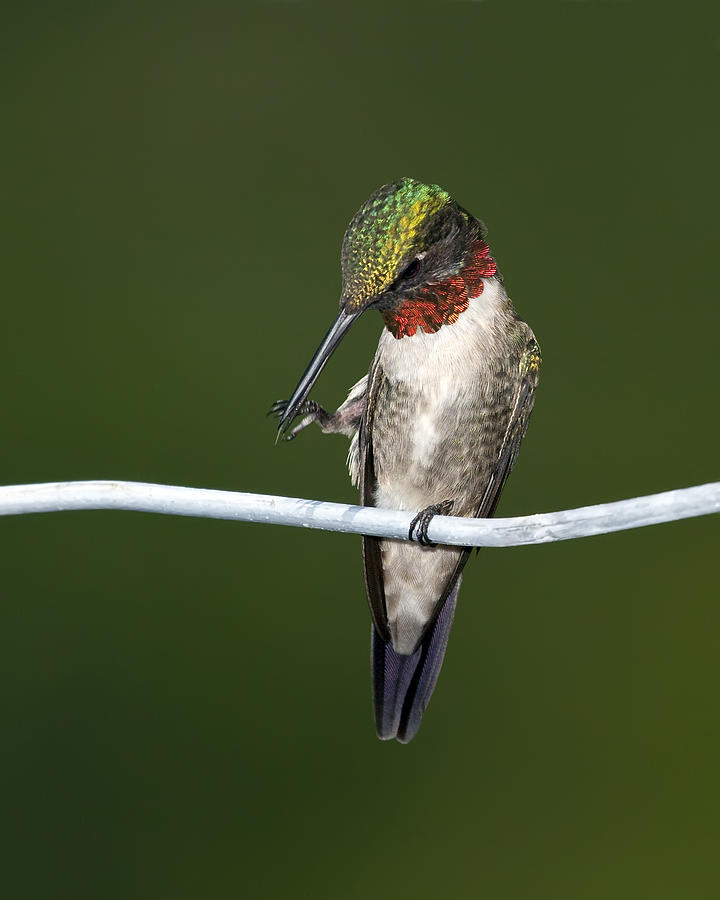 Hummingbird Photograph - Ruby-throated Hummingbird by Al  Mueller