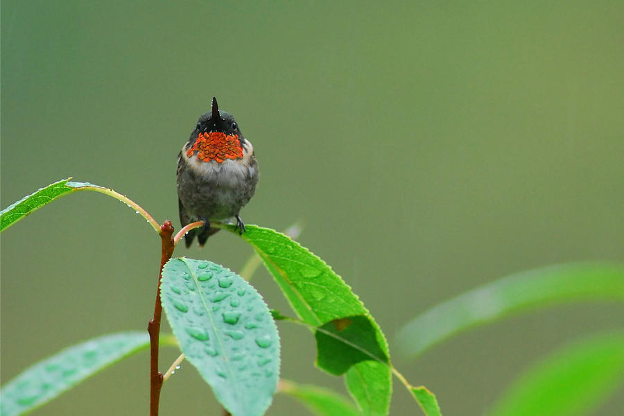 Ruby-Throated Hummingbird Photograph by Alan Lenk