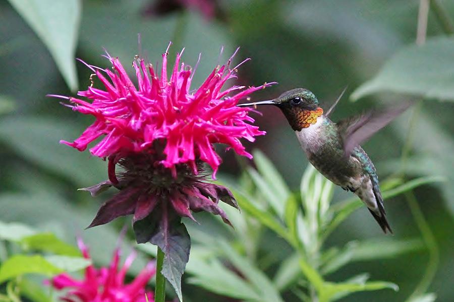 Ruby-throated Hummingbird and Bee Balm Photograph by Linda Crockett ...