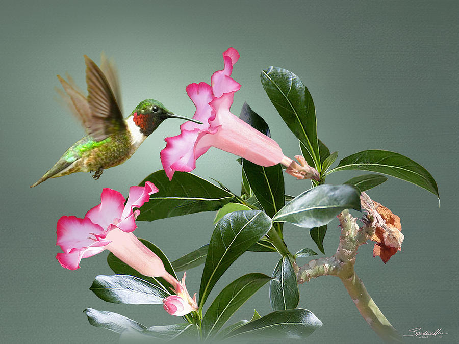 Ruby-throated Hummingbird and Desert Rose Digital Art by M Spadecaller