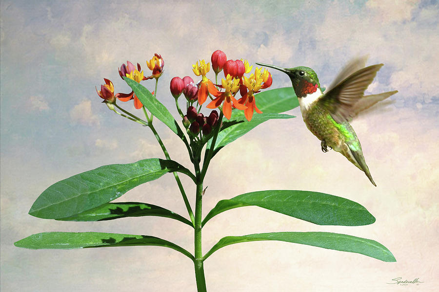Ruby-throated Hummingbird and Milkweed Flower Digital Art by M Spadecaller