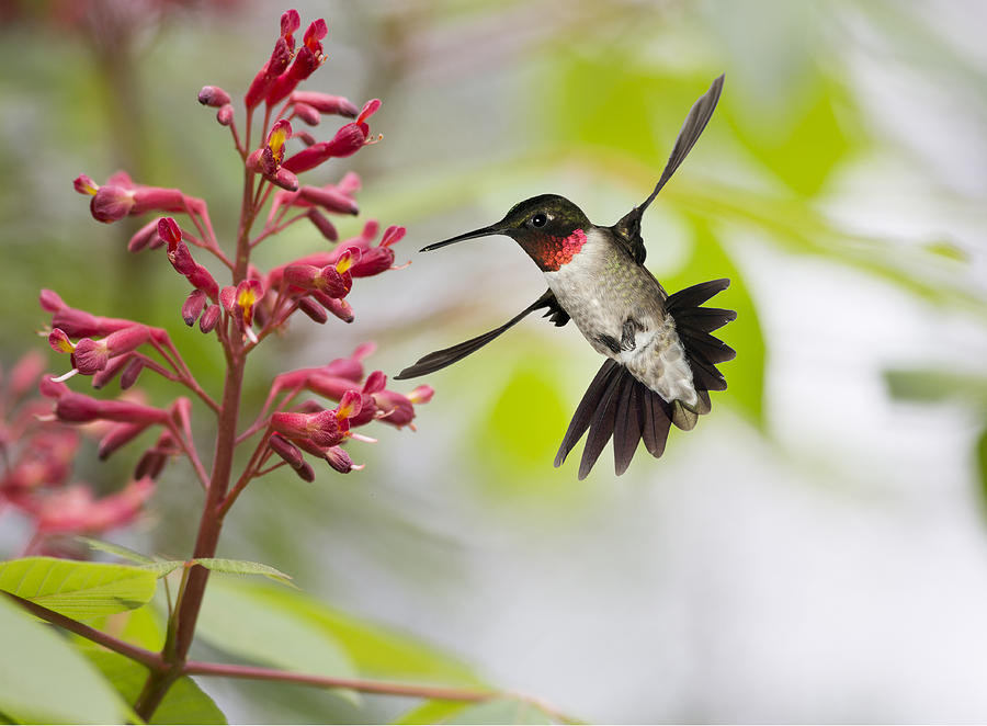 Hummingbird Photograph - Ruby-Throated Hummingbird and Red Buckeye by Gregory Scott