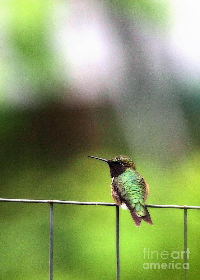 Ruby Throated Hummingbird Photograph by Angela Rath