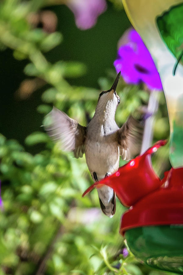 Ruby-throated Hummingbird At A Feeder Photograph by Alex Grichenko