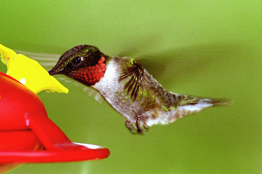 Ruby-Throated Hummingbird at Feeder Photograph by Alan Lenk