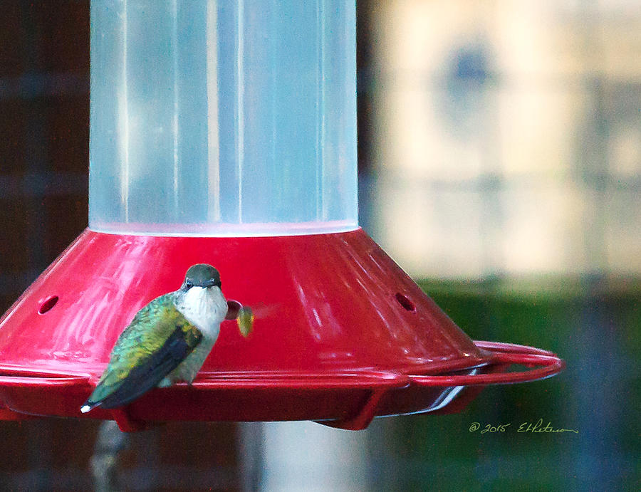 Ruby-throated Hummingbird At Feeder Photograph by Ed Peterson