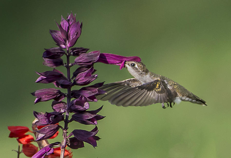Wildlife Photograph - Ruby throated hummingbird at purple salvia flower by William Bitman