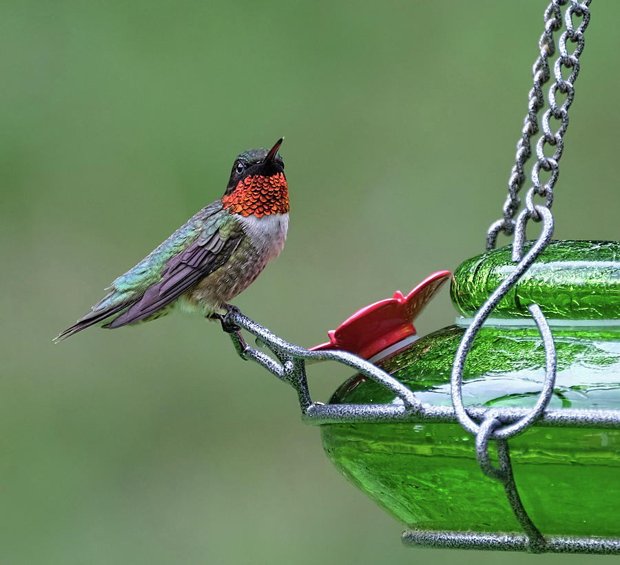 Ruby-throated Hummingbird baring his color Photograph by Ronda Ryan