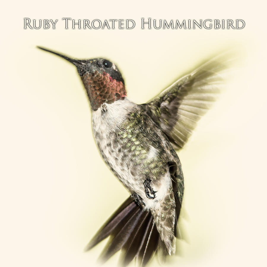 Ruby Throated Hummingbird Digital Art by Barry Jones
