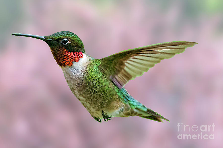 Ruby-throated Hummingbird  beautiful coloring Photograph by Dan Friend