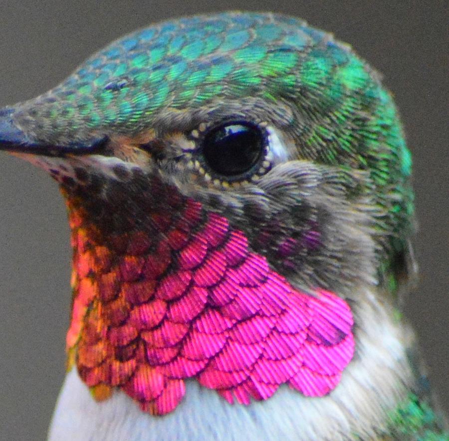 Ruby Throated Hummingbird Close Up Photograph by Dave Masters