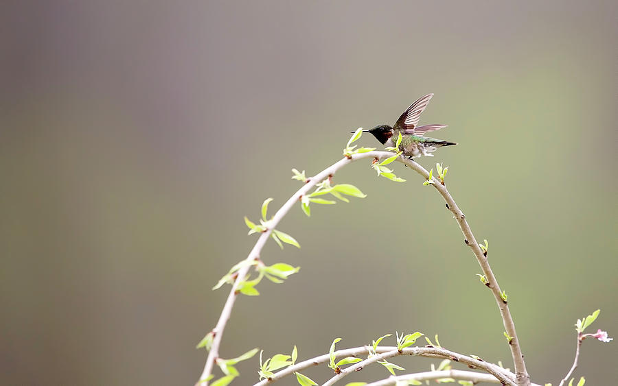 Ruby-throated Hummingbird Photograph by Deborah Penland