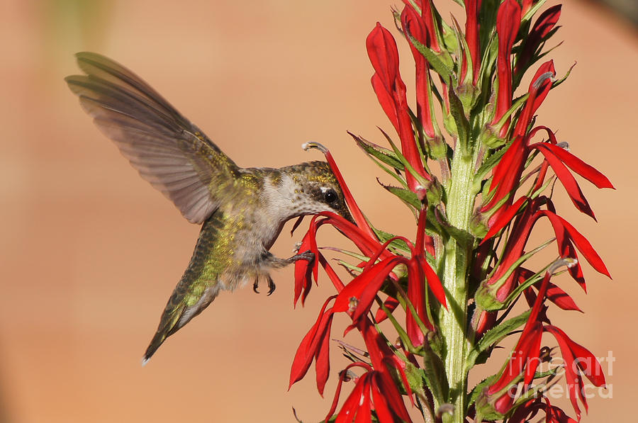 Ruby-Throated Hummingbird Dining on Cardinal Flower Photograph by Robert E Alter Reflections of Infinity