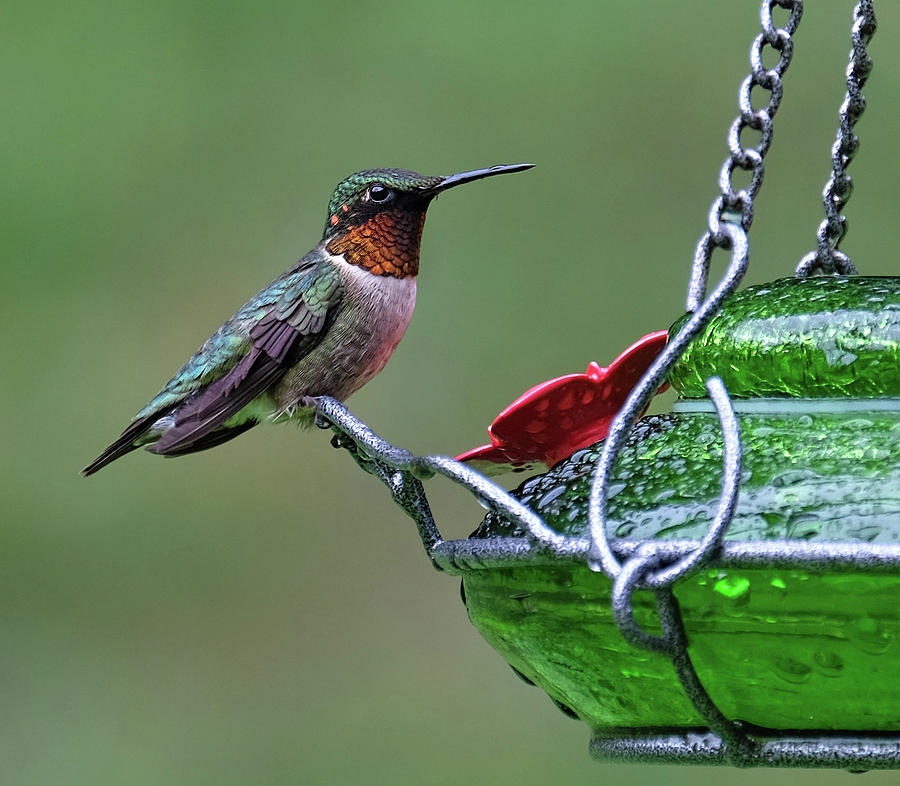 Ruby-throated Hummingbird dining Photograph by Ronda Ryan