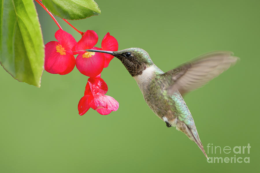 Hummingbird Photograph - Ruby Throated Hummingbird Feeding on Begonia by Bonnie Barry