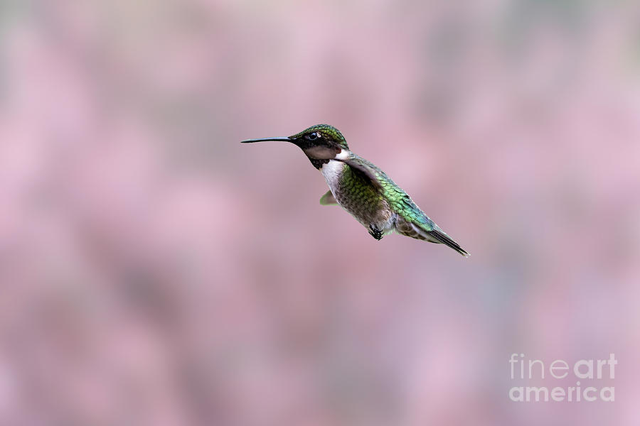 Hummingbird Photograph - Ruby-throated Hummingbird  flying by  by Dan Friend