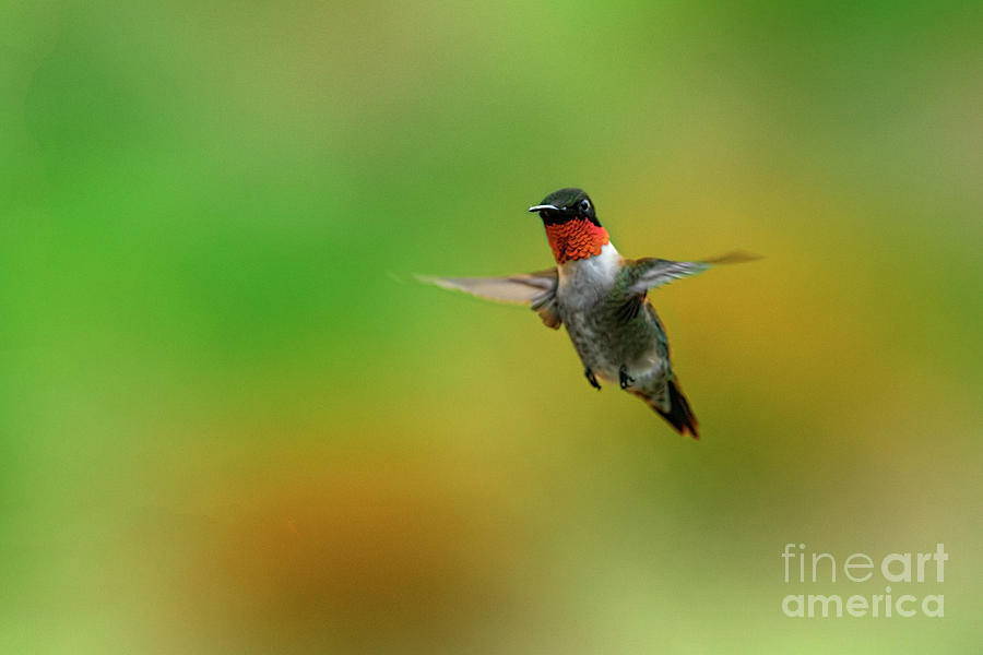 Ruby-throated Hummingbird  flying over Photograph by Dan Friend