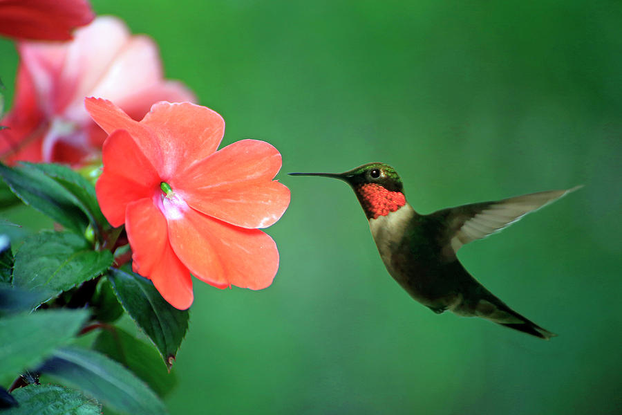 Ruby-throated Hummingbird Photograph by Gary Corbett