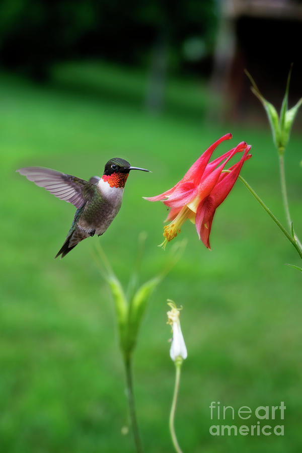 Ruby throated Hummingbird getting ready feed on Wild Columbine flower Photograph by Dan Friend
