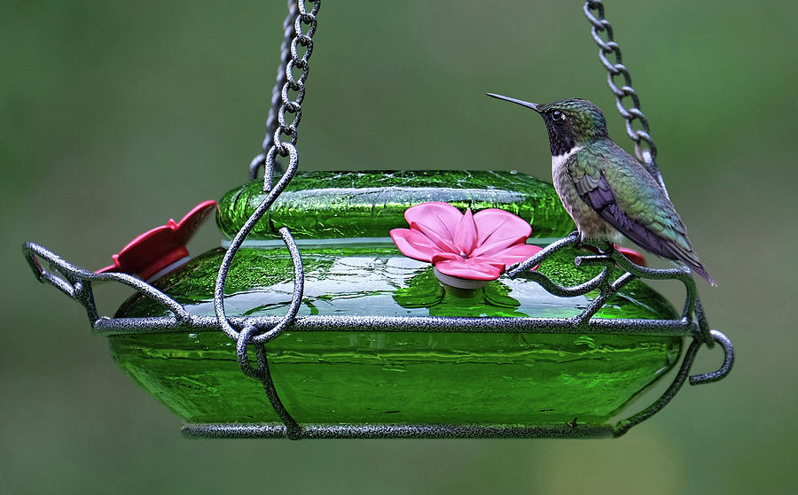 Ruby-throated hummingbird guarding feeder Photograph by Ronda Ryan