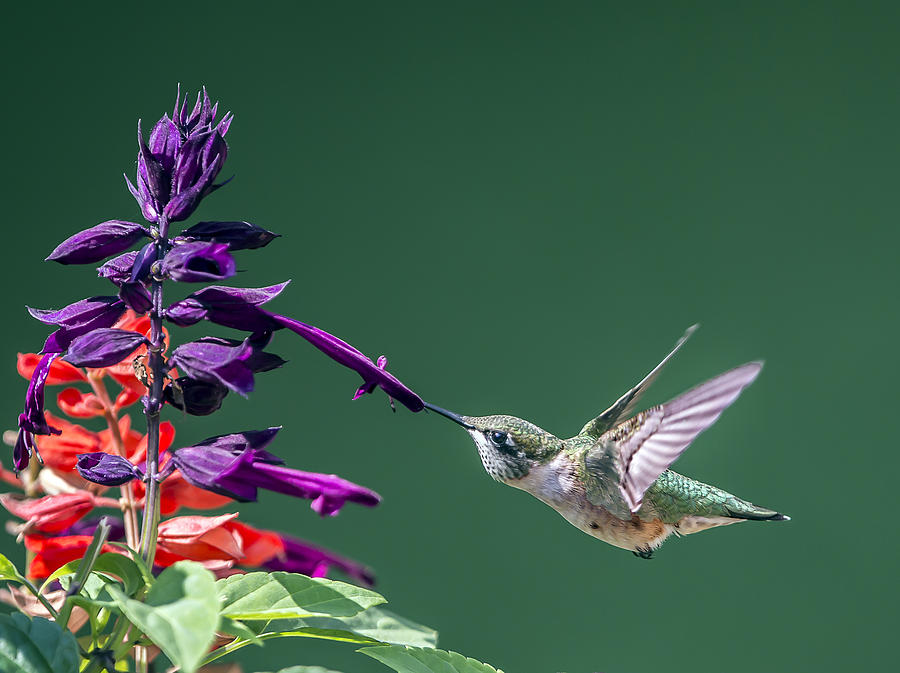 Ruby Throated Hummingbird Hovering At Salvia Flowers Photograph by William Bitman