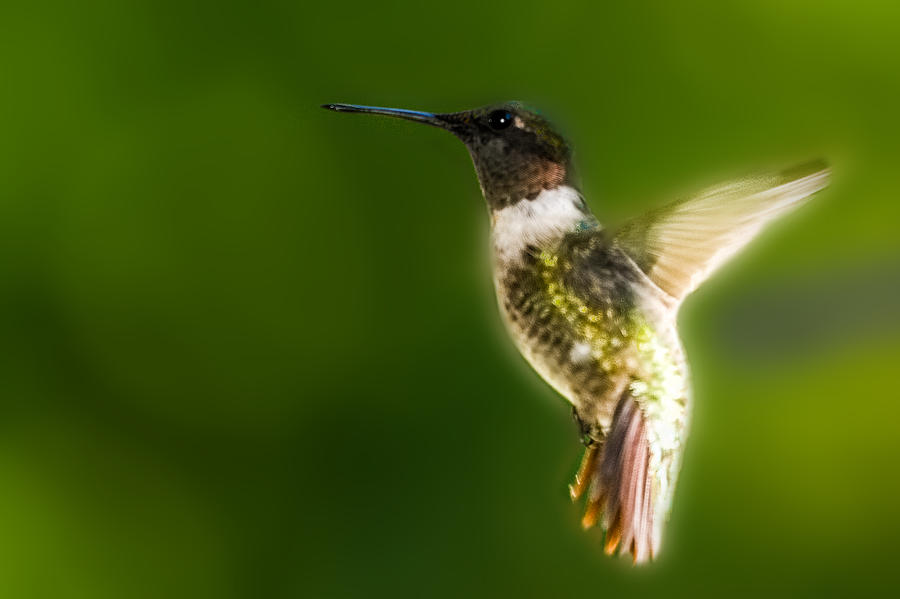 Ruby-Throated Hummingbird In Flight Photograph by Barry Jones