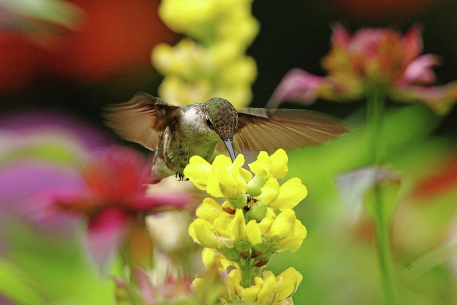 Ruby Throated Hummingbird In Summer Garden Photograph by Debbie Oppermann