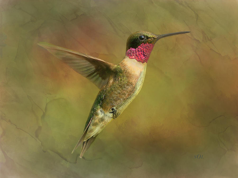 Ruby throated Hummingbird Inflight Photograph by Sandi OReilly