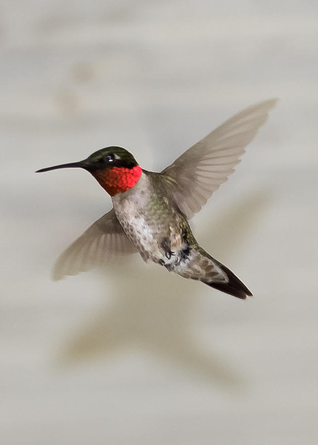 Ruby-Throated Hummingbird Photograph by Holden The Moment