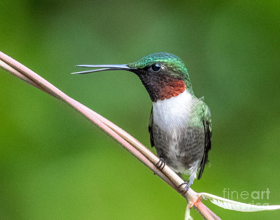 Ruby-throated Hummingbird Photograph by Jennifer Ludlum