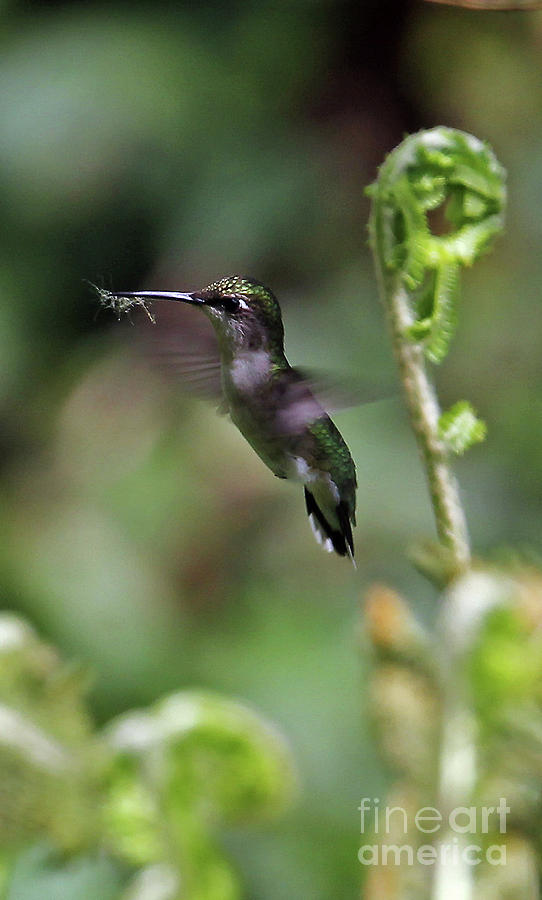 Ruby-throated Hummingbird Photograph by Jennifer Robin