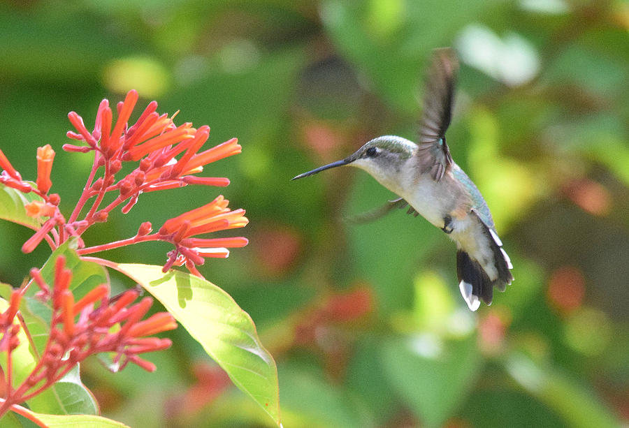 Ruby-throated Hummingbird Photograph by Jim Bennight