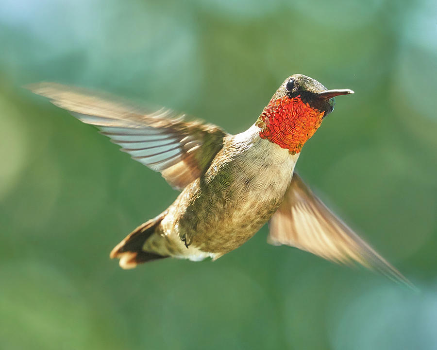Ruby-Throated Hummingbird Photograph by Jim Hughes