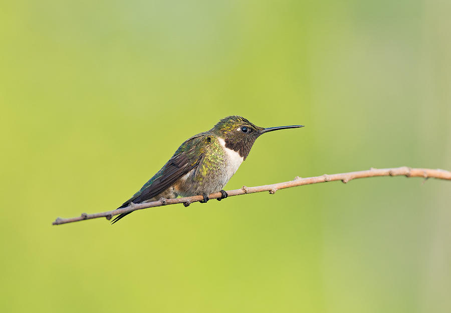 Ruby-throated Hummingbird Photograph by Jim Zablotny