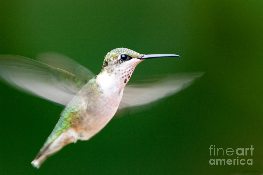 Ruby Throated Hummingbird Photograph by John Harmon