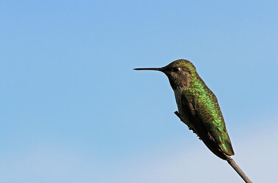 Ruby Throated Hummingbird Photograph by Juergen Roth